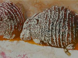 armadillos-8x21