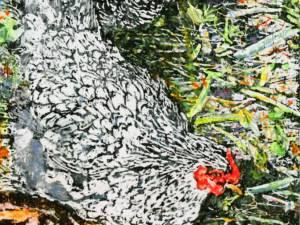 keeping-a-wary-eye-15x10-