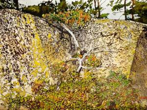 precambrian-rox-with-cedars-18-x26-wp