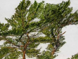 SOLD_1_pine-42-26x44