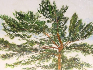 1_pine-47-32x48-