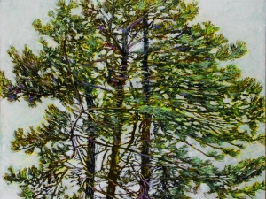 1_pine-60-48x48-wp