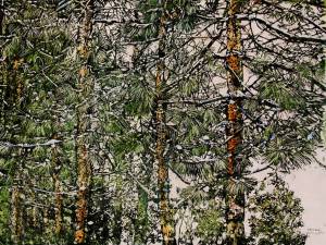 SOLD_pine-27-26x34