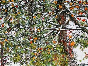 SOLD_pine-34-26x40-