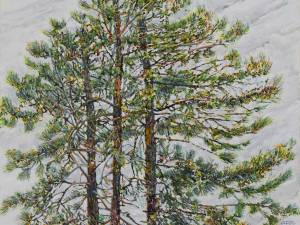 pine-59-44x48-wp