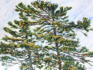 pines-61-33x48-