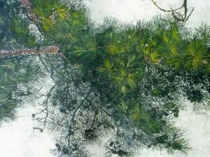 sold-pine-1-