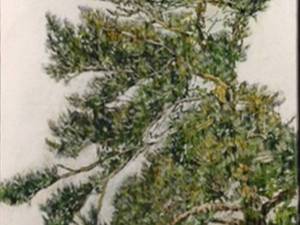 sold-pine-48-7'x5'-