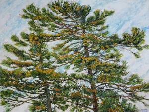 sun catching pinetops 33" x 48" watercolour acrylic painted directly on gessoed birch panel available at studio 3200