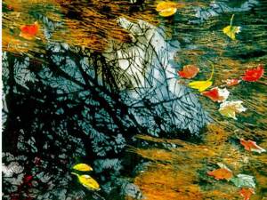 SOLD_pine-needle-reflections-18"-x-18"-watercolour