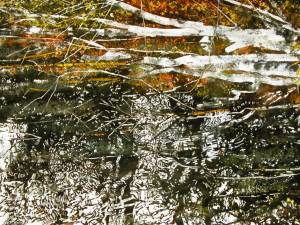 1_birches-with-reflections-across-beaver-pond-225-x-31