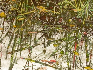 autumn-pond-reflection-x-16x28-