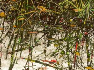 autumn-pond-reflection-x16x28-