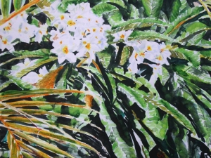 frangipani 18x14 