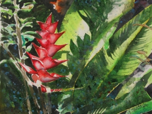 heliconia 12 x 145
