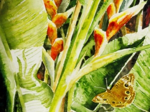heliconia with butterfly-15-x11-
