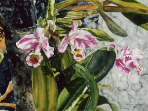 orchid st kitts 16 x-22