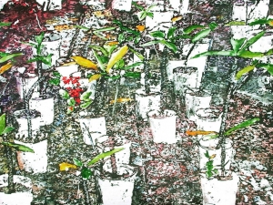 spring plantings perfumery bdA 15x22 