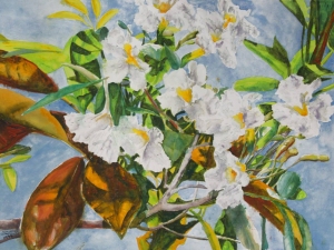 texas olive tree in bloom st-kitts 16x22 