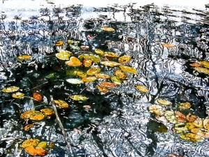 lilies and pine bough reflection 3 22 x 30