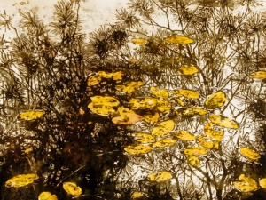 lilies floating on pine reflections 20x26