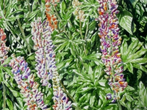 lupens 26 x 21