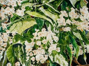 spring blossoms 21.5 x 25
