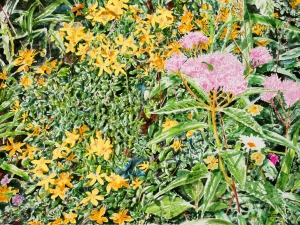 st johns wort n Joe pyeweed 22x30