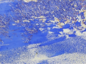 moon river morning sunrise 22x50 watercolour on arches paper available at studio 1680