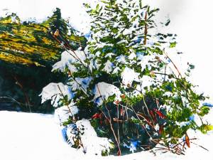new-snowfall-for-a-new-pine-4-24x24-
