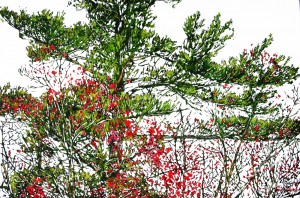 autumn pine 24x36 wp