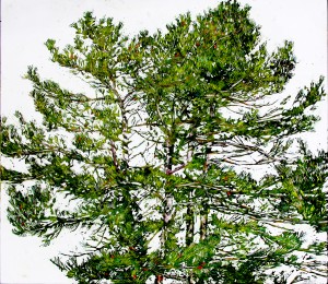 pine 51 40x45 wp