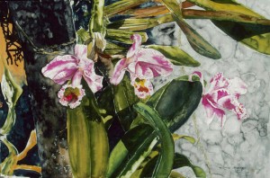 orchid st kitts 16x22