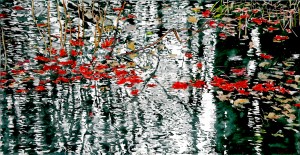 understanding red and farewell celebrations of late autumn 3 acrylic 25x48 wp
